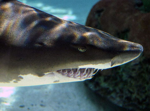 Пясъчна тигрова акула