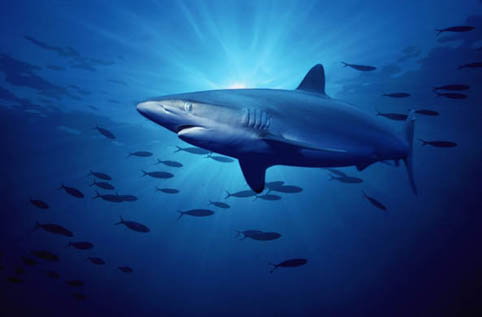 Копринена акула